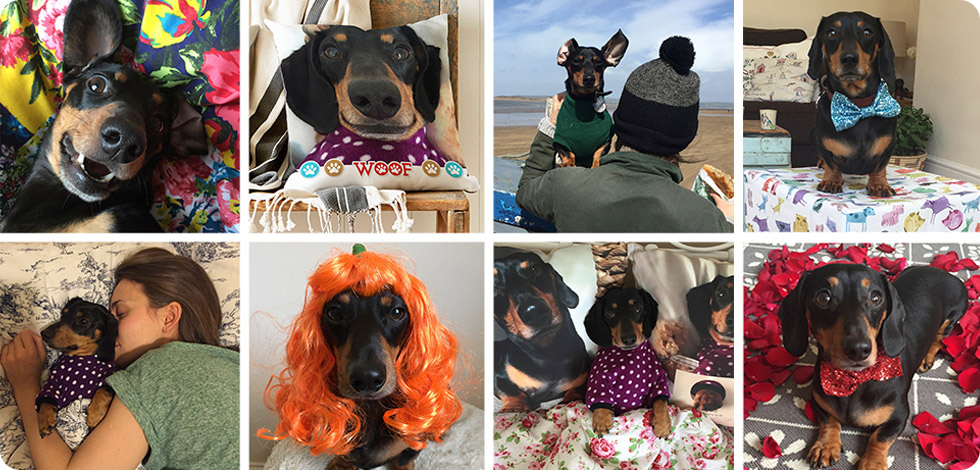 Tipps und Geschenkideen für Katzen- und Hundeliebhaber